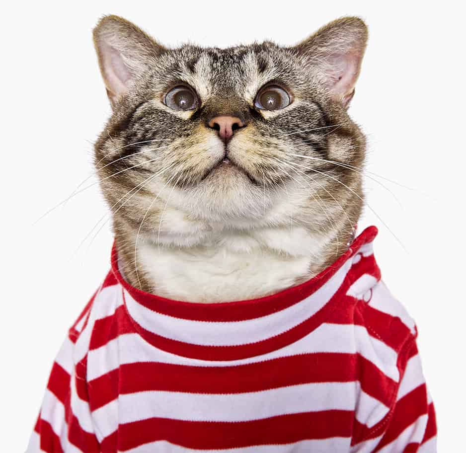 A large brown cat wearing a red and white striped sweater is looking up